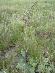Verbascum phoeniceum