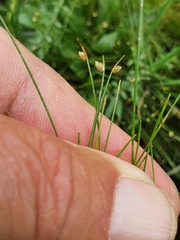 Isolepis setacea