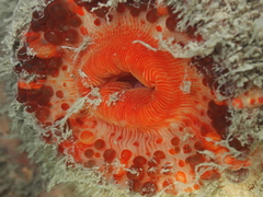 Physactis multicolor