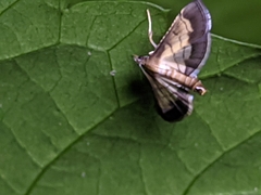 Cnaphalocrocis trebiusalis