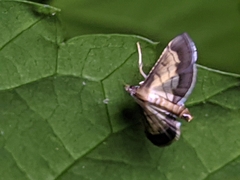Cnaphalocrocis trebiusalis