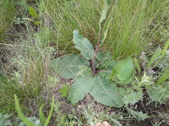 Verbascum phoeniceum