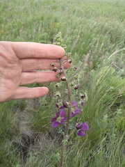 Verbascum phoeniceum