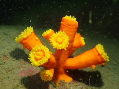 Dendrophyllia arbuscula