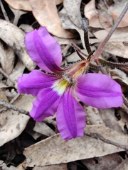 Scaevola ramosissima