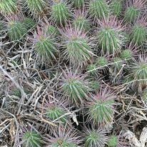 Euphorbia ferox