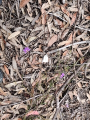 Scaevola ramosissima