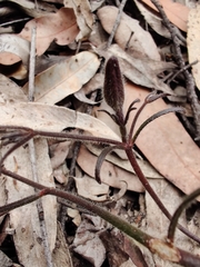 Scaevola ramosissima