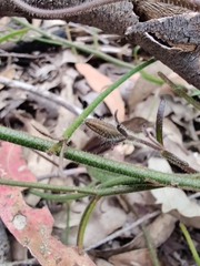 Scaevola ramosissima