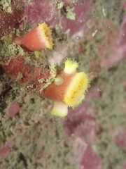 Cladopsammia eguchii