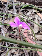 Scaevola ramosissima