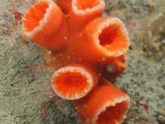 Tubastraea