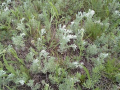 Artemisia austriaca