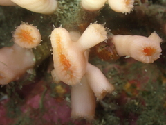 Cladopsammia eguchii