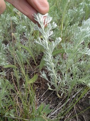 Artemisia austriaca