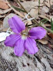 Scaevola ramosissima