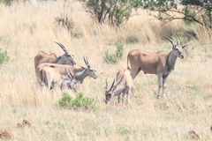 Tragelaphus oryx oryx