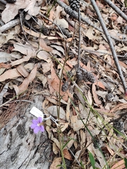 Scaevola ramosissima