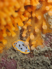 Chromodoris orientalis