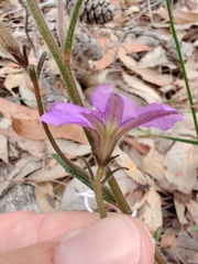 Scaevola ramosissima