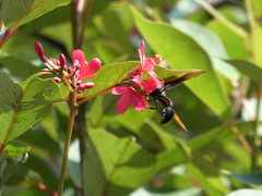 Delta pyriforme circinale