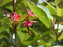 Delta pyriforme circinale