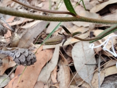 Scaevola ramosissima