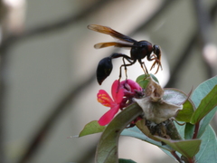 Delta pyriforme circinale