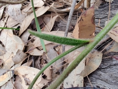 Scaevola ramosissima