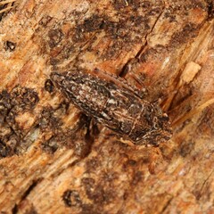 Stenocotini