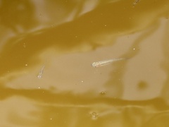 Gambusia holbrooki