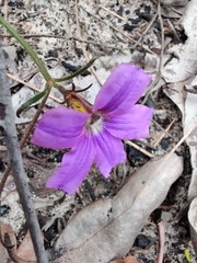 Scaevola ramosissima