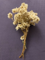 Pseudognaphalium californicum