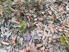 Scaevola ramosissima