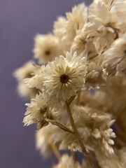 Pseudognaphalium californicum