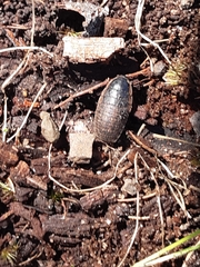 Blaberidae