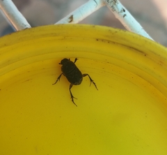 Tiniocellus spinipes