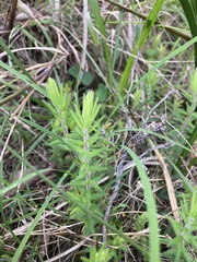 Acrotriche serrulata