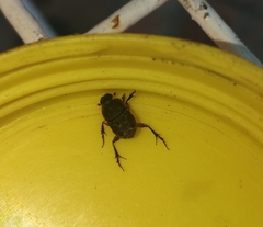 Tiniocellus spinipes