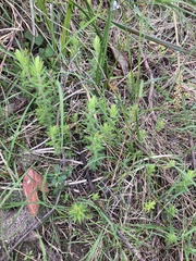 Acrotriche serrulata