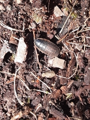 Blaberidae