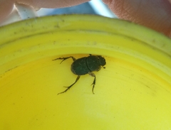 Tiniocellus spinipes