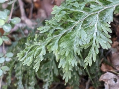 Hymenophyllum demissum