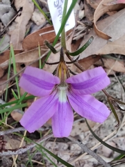 Scaevola ramosissima