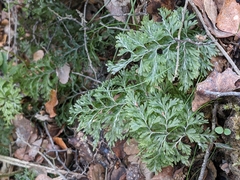 Hymenophyllum demissum