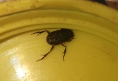 Tiniocellus spinipes