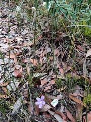 Scaevola ramosissima