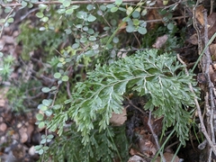 Hymenophyllum demissum