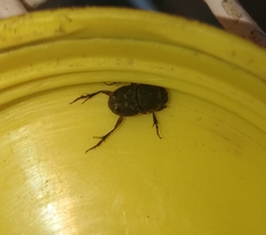 Tiniocellus spinipes