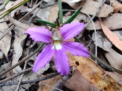 Scaevola ramosissima